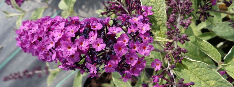 buddlija_davidii_harlequin