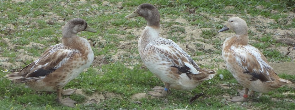 Welsh Harlequin ducks