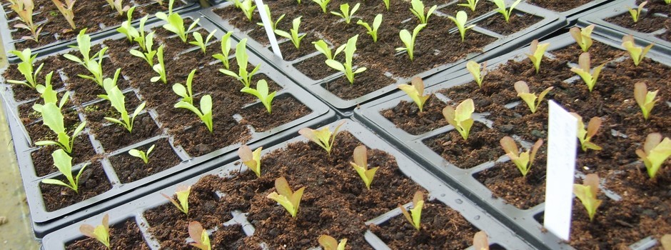 pricked out lettuces