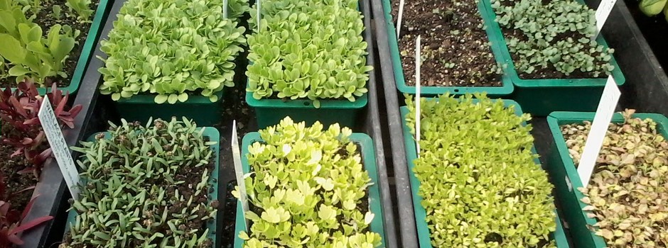 Vegetable seedlings - pre-pricking out