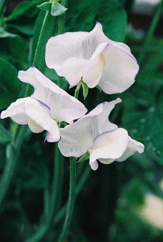 Sweet peas