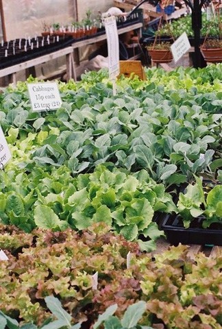 vegetables at Wallace Plants